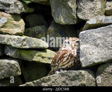 Eine kleine Eule (Athene noctua), die in einer kleinen Lücke in einer Trockensteinmauer in Haworth, West Yorkshire, Großbritannien, liegt Stockfoto