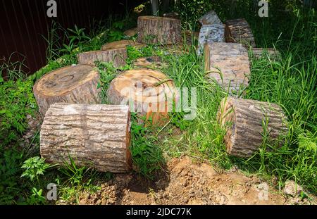 Es gibt Stumps und Sägeschnitte von Baumstämmen auf dem Gras. Nahaufnahme. Stockfoto