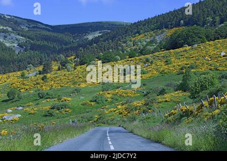 Frankreich, Lozere Pont-de-Montvert, Pont-de-Montvert-South-Mont-Lozère, passieren Sie die Straße von Finiels Stockfoto