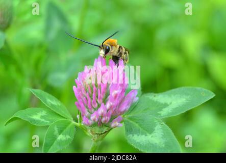 Eucera longicornis ist eine Bienenart der Familie Apidae, der Unterfamilie Apinae und des Stammes Eucerini, der langhornigen Bienen. Stockfoto