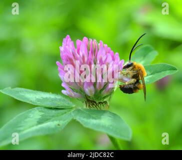 Eucera longicornis ist eine Bienenart der Familie Apidae, der Unterfamilie Apinae und des Stammes Eucerini, der langhornigen Bienen. Stockfoto