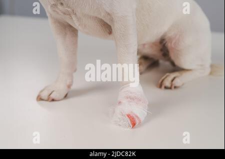 Nahaufnahme der Pfote eines verbundenen Hundes auf weißem Hintergrund. Stockfoto