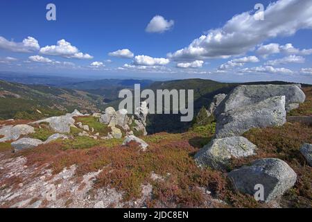 Frankreich, Gard Génolhac, Mont Lozere, Felsen des Adlers, blühende Landschaft Stockfoto