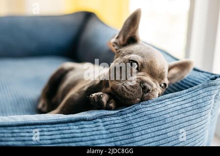 Schöne französisch Bulldogge Welpen liegt in einer blauen Couch Stockfoto
