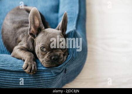 Schöne französisch Bulldogge Welpen liegt in einer blauen Couch Stockfoto