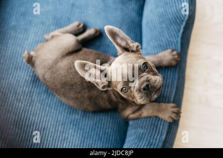 Schöne französisch Bulldogge Welpen liegt in einer blauen Couch Stockfoto