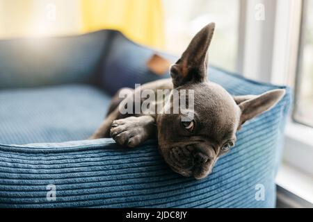 Schöne französisch Bulldogge Welpen liegt in einer blauen Couch Stockfoto