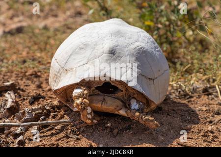 Selektiver Fokus auf die Schale und Beine einer toten Schildkröte in einer Wüste. Die Schale ist verfärbt und weiß. Stockfoto