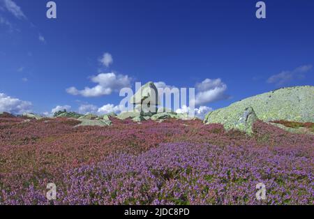 Frankreich, Gard Genolhac, Mont Lozere, Pic Cassini, blühende Heidelandschaft, Felsiges Chaos Stockfoto