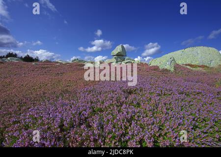 Frankreich, Gard Genolhac, Mont Lozere, Pic Cassini, blühende Heidelandschaft, Felsiges Chaos Stockfoto