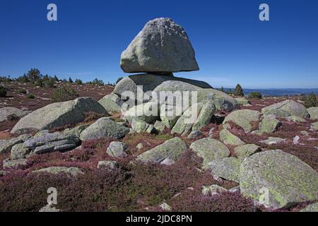 Frankreich, Gard Genolhac, Mont Lozere, Pic Cassini, blühende Heidelandschaft, Felsiges Chaos Stockfoto