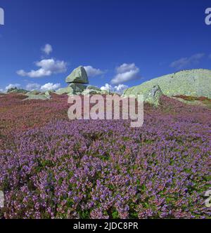 Frankreich, Gard Genolhac, Mont Lozere, Pic Cassini, blühende Heidelandschaft, Felsiges Chaos Stockfoto