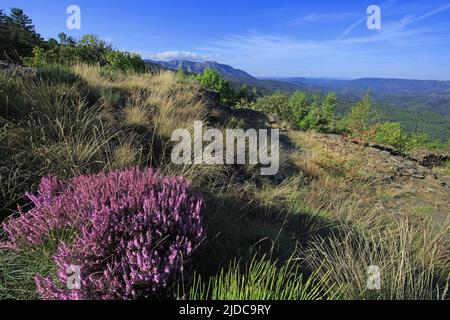 Frankreich, Gard Genolhac, Mont Lozere, Pic Cassini, blühende Heidelandschaft, Felsiges Chaos Stockfoto