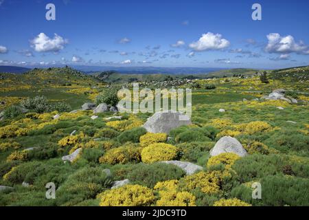 Frankreich, Lozere Pont-de-Montvert, Pont-de-Montvert-South-Mont-Lozère Landschaft der zervikalen Finiels Stockfoto