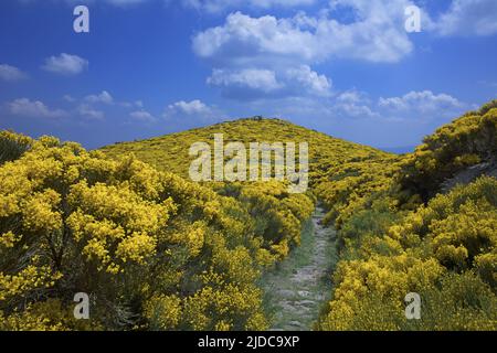 Frankreich, Lozere Vialas, Blumenlandschaft des Mont Lozère, Parc des Cevennes, Stockfoto