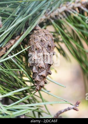 Kiefernkegel in einer Kiefer. Pinus. Isolierte Kiefer. Kiefernzweig mit Zapfen isoliert auf hellem, natürlichem Hintergrund Stockfoto