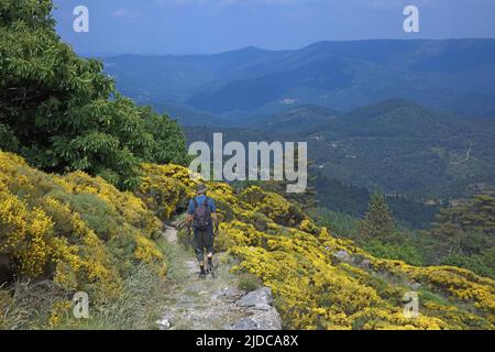 Frankreich, Gard Génolhac, Blumenlandschaft des Mont Lozère, Wanderer, Parc des Cevennes, Stockfoto