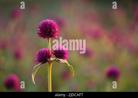 Globe Amaranth, (Gomphrena globosa), drei Blüten in selektivem Fokus unter Hunderten anderer ähnlicher Blüten, sehr spätnachmittags hell. Fotoographie Stockfoto