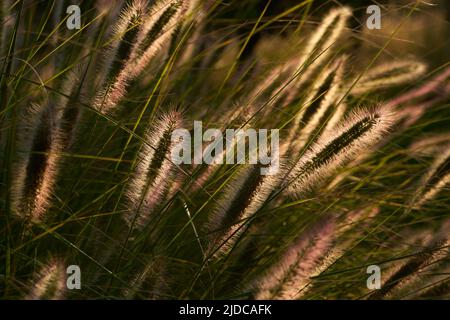 Später Nachmittag heller, hochblühender Blütenkopf auf der Pennisetum Alopecuroides-Pflanze. Auch bekannt als Fuchsschwanz, Sumpfbrunnen Gras oder einfach Springbrunnen Gras. A Stockfoto