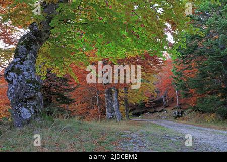 Frankreich, Lozère, Mont Lozère, als UNESCO-Weltkulturerbe eingestuft, Wald, Buchenhain im Herbst Stockfoto