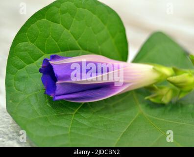 Blaue Blume des Morgenruhmes (ipomoea) auf dem Hintergrund der grünen Blätter Stockfoto