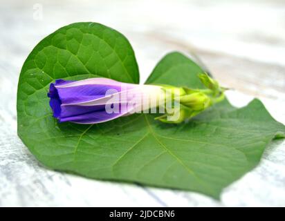 Blaue Blume des Morgenruhmes (ipomoea) auf dem Hintergrund der grünen Blätter Stockfoto