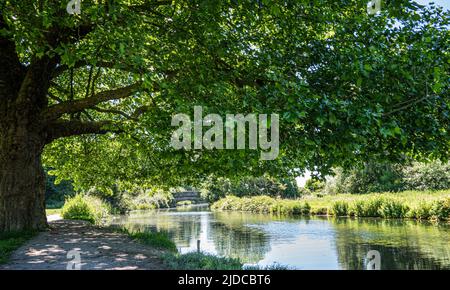 Blick auf den Fluss Itchen, Ovington, Hampshire, Großbritannien an einem sonnigen Tag. Stockfoto