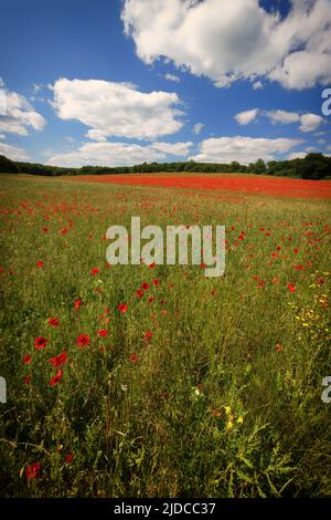 Mohnblumen auf einem Feld im Garten von England, Kent Stockfoto