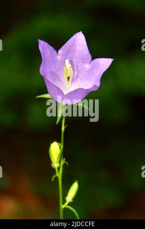 Blume campanula patula, wild blühende Pflanze auf Sommerwiese, schöne violette, blühende Glockenblumen, Stockfoto