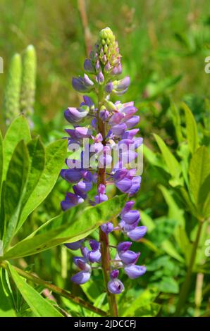 Blühende Lupine Blume. Lupinen Sommer Blume Hintergrund. Ein Feld von Lupinen. Violette Frühlings- und Sommerblume. Selektiver Fokus Stockfoto