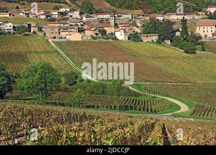 Frankreich, Saône-et-Loire Solutré, das Dorf und der Felsen von Solutré vom Weinberg aus gesehen Stockfoto