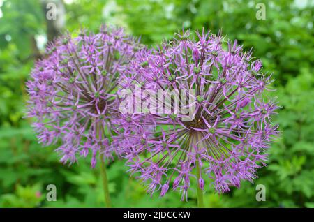 Blühende violette Zwiebelpflanze im Garten. Blume dekorative Zwiebel. Nahaufnahme der violetten Zwiebeln Blumen auf dem Sommerfeld Violet-Allium-Blume-Allium giganteu Stockfoto