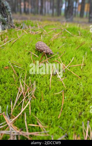 Detaillierte Nahaufnahme auf einem Waldboden Textur mit Moos und Ästen in einem europäischen Wald gefunden Stockfoto