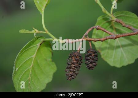 Nahaufnahme des blühenden Astes von Alnus glutinosa, der gemeinen Erle, der schwarzen Erle, der europäischen Erle oder einfach nur Erle im Frühjahr. Stockfoto