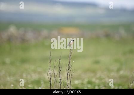 Männlicher eurasischer Stonechat (Saxicola torquata), der auf den aufrechten Zweigen thront, im rechten Profil, gegen einen Wiesenhintergrund auf der Isle of man, Großbritannien Stockfoto