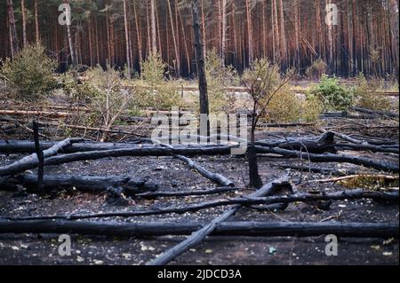 Treuenbrietzen, Deutschland. 20.. Juni 2022. Schwarz verkohlte Baumstämme liegen auf dem Waldboden in Treuenbrietzen. In der Zwischenzeit wurden die Brände vollständig gelöscht. Starker Regen half den Feuerwehrleuten, Brände in der Nähe von Beelitz und in der Nähe von Treuenbrietzen, südwestlich von Berlin, zu löschen. Am Wochenende waren im Landkreis Potsdam-Mittelmark zwei große Waldflächen im Abstand von etwa 20 Kilometern verbrannt. Quelle: Annette Riedl/dpa/Alamy Live News Stockfoto