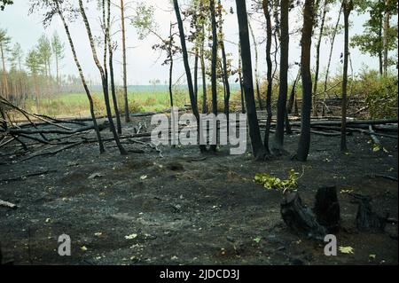 Treuenbrietzen, Deutschland. 20.. Juni 2022. Ein verbrannter Waldstandort in Treuenbrietzen. In der Zwischenzeit wurden die Brände vollständig gelöscht. Heftige Regenfälle haben den Feuerwehrleuten bei Beelitz und bei Treuenbrietzen südwestlich von Berlin geholfen, die Brände zu löschen. Am Wochenende waren im Landkreis Potsdam-Mittelmark zwei große Waldflächen im Abstand von etwa 20 Kilometern verbrannt. Quelle: Annette Riedl/dpa/Alamy Live News Stockfoto