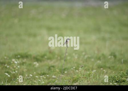 Männlicher eurasischer Stonechat (Saxicola torquata), der an einem sonnigen Tag, Isle of man, Großbritannien, im Juni auf einem Zweig gegen einen grünen Wiesenhintergrund thront Stockfoto
