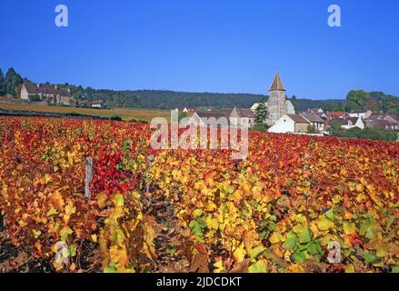 Frankreich, Côte-d'Or (21) Fixin, Weindorf Côte de Nuits im Herbst Stockfoto