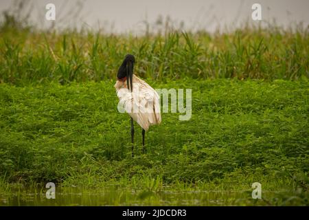 Jabiru Storch in den Feuchtgebieten eines wunderschönen brasilianischen Pantanal. Schöner und sehr großer Vogel in Südamerika. Jabiru-Mykterie. Stockfoto