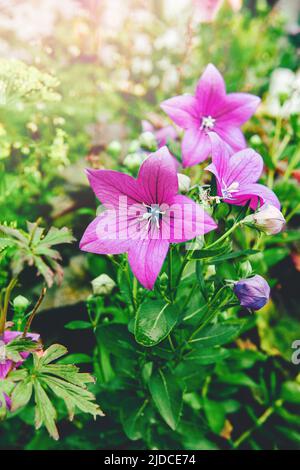 Rosa Bluebell blüht im Frühling in freier Wildbahn. Rosa Blume auf grünem Hintergrund. Natürlicher Hintergrund Stockfoto