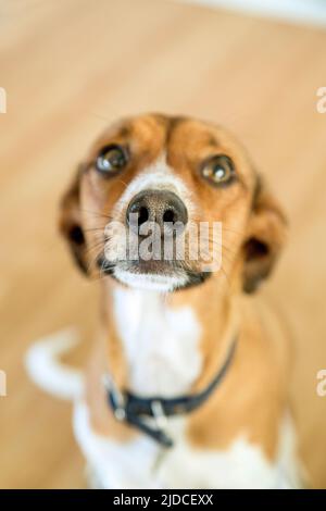 Kleiner Hund wartet auf seine Belohnung Stockfoto