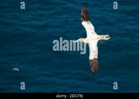 Eine nördliche Gannette, die über dem blauen Meer fliegt, Hermaness Stockfoto