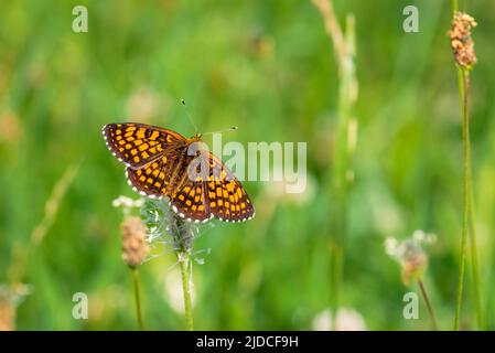 Brauner Schmetterling landete auf einer Blume, Nahaufnahme eines Schmetterlings auf grünem Hintergrund Stockfoto