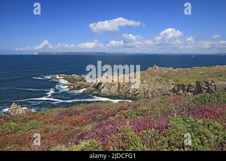 Frankreich, Finistère Cléden-Cap-Sizun, Küstenlandschaft, Heideblumen Stockfoto