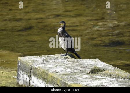 Nahaufnahme eines unreifen Kormorans (Phalacrocorax carbo), der im Juni in Großbritannien in der Sonne auf einer Betonplattform auf einem See steht Stockfoto