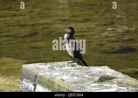 Great Cormorant (Phalacrocorax carbo) steht im Sommer auf einer sonnigen Betonplattform auf einem Clear Water Lake auf der Isle of man, Großbritannien Stockfoto