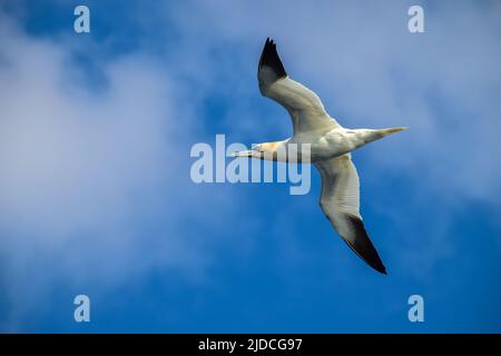 Eine nördliche Gannette, die vor einem blauen Himmel fliegt Stockfoto