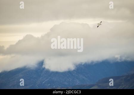 Eine nördliche Gannette fliegt hoch über der Wolke mit Bergen im Hintergrund Stockfoto