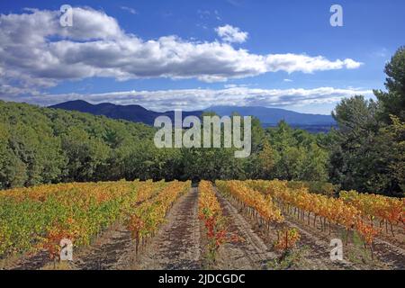 Frankreich, Drôme, Vinsobre Weinberge Cotes-du-Rhône, Weinstraße im Herbst Stockfoto